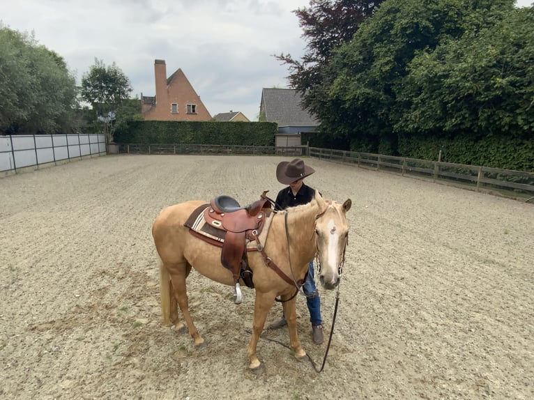 American Quarter Horse Stute 4 Jahre 147 cm Palomino in Daknam