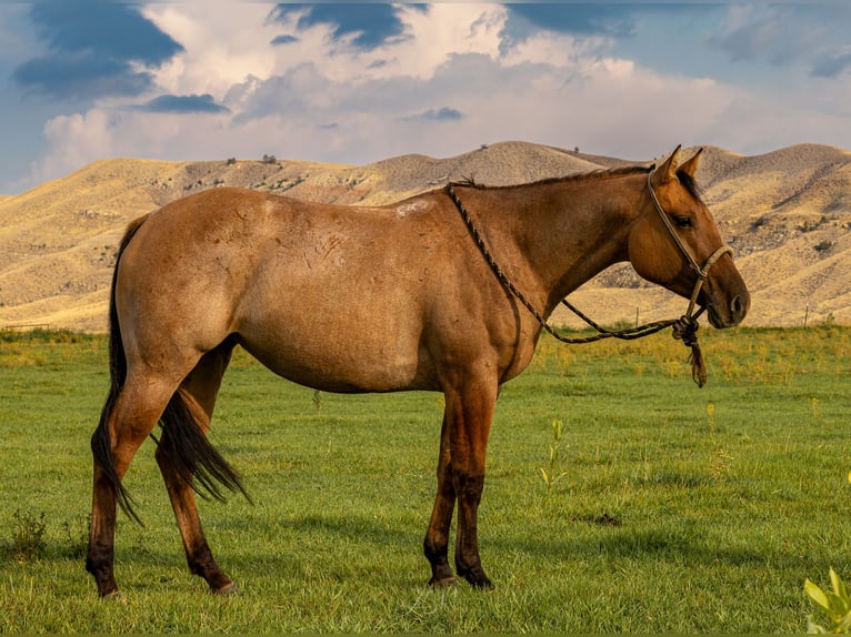 American Quarter Horse Stute 4 Jahre 147 cm in Meeteetse, WY