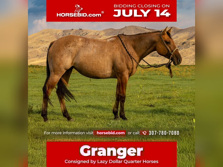 American Quarter Horse Stute 4 Jahre 147 cm in Meeteetse, WY