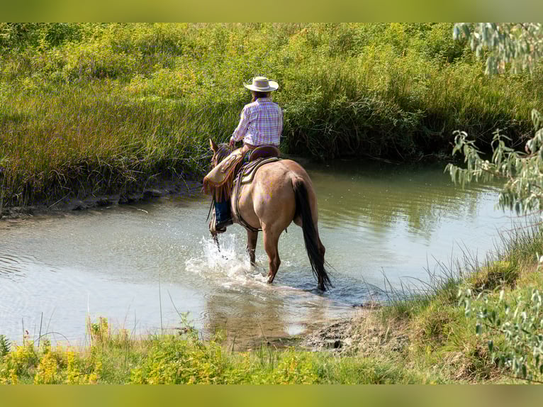American Quarter Horse Stute 4 Jahre 147 cm in Meeteetse, WY