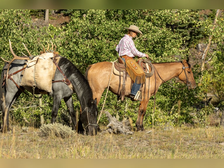 American Quarter Horse Stute 4 Jahre 147 cm in Meeteetse, WY