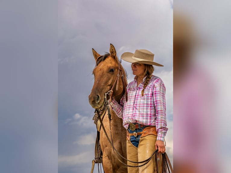 American Quarter Horse Stute 4 Jahre 147 cm in Meeteetse, WY