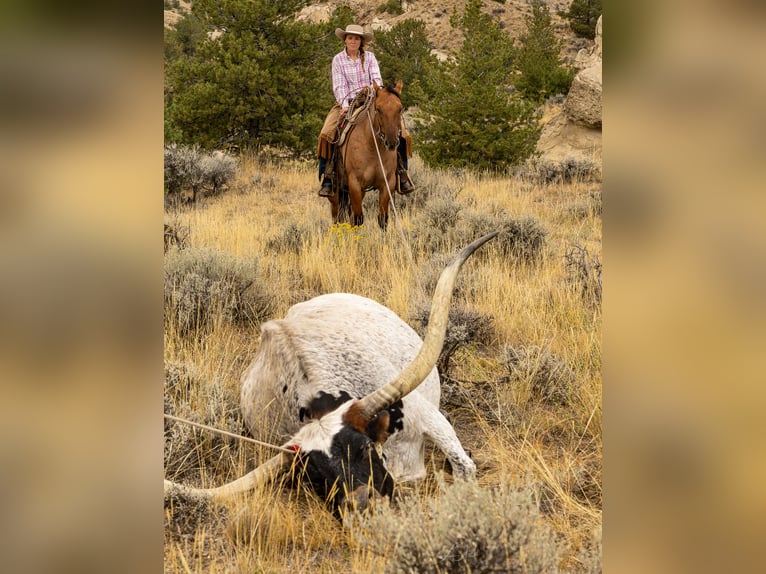 American Quarter Horse Stute 4 Jahre 147 cm in Meeteetse, WY