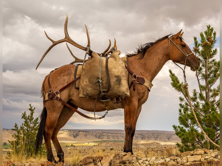 American Quarter Horse Stute 4 Jahre 147 cm in Meeteetse, WY