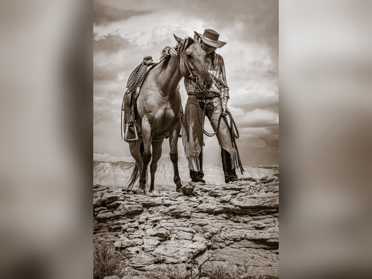 American Quarter Horse Stute 4 Jahre 147 cm in Meeteetse, WY