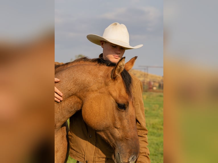 American Quarter Horse Stute 4 Jahre 147 cm in Meeteetse, WY
