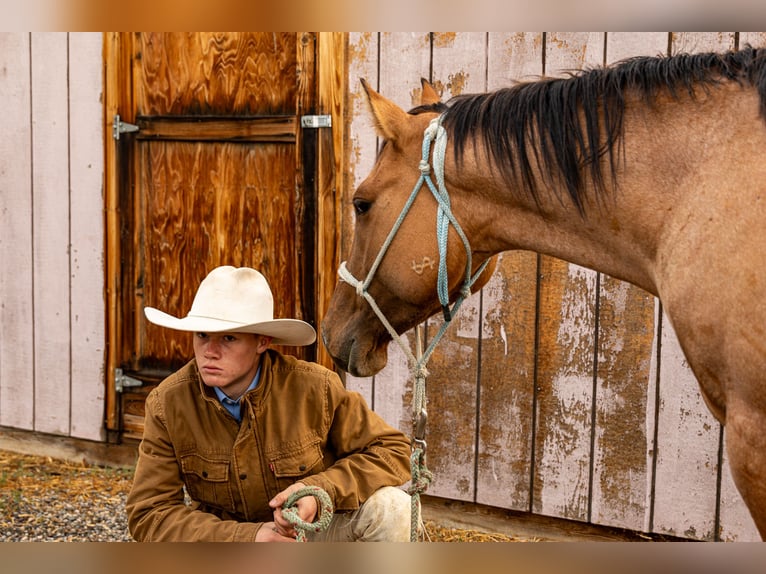 American Quarter Horse Stute 4 Jahre 147 cm in Meeteetse, WY