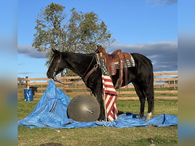 American Quarter Horse Stute 4 Jahre 147 cm Rappe in Allenwood