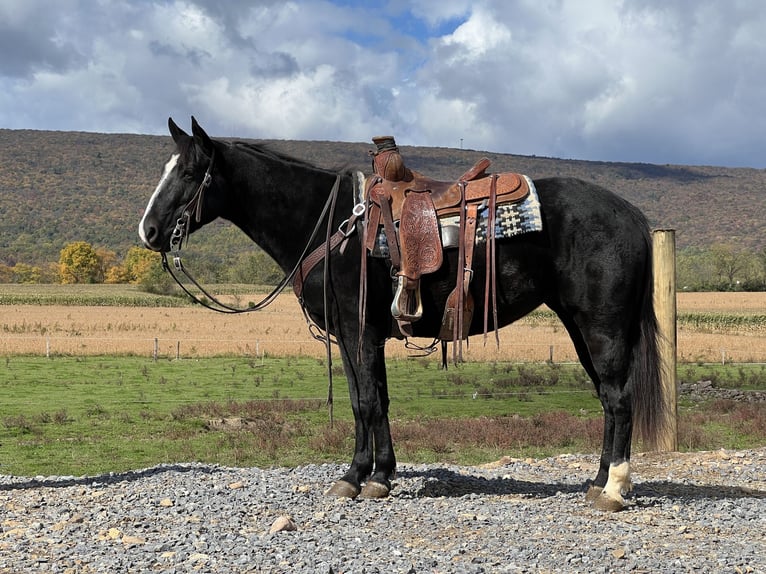 American Quarter Horse Stute 4 Jahre 147 cm Rappe in Allenwood