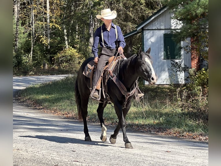 American Quarter Horse Stute 4 Jahre 147 cm Rappe in Allenwood