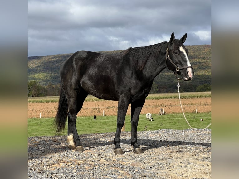 American Quarter Horse Stute 4 Jahre 147 cm Rappe in Allenwood