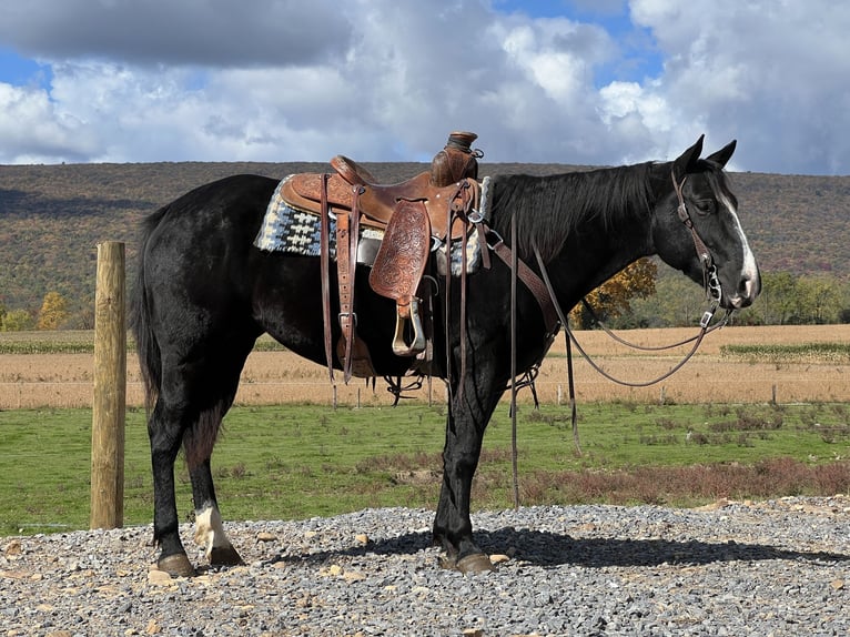 American Quarter Horse Stute 4 Jahre 147 cm Rappe in Allenwood