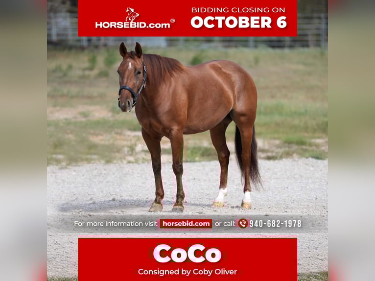 American Quarter Horse Stute 4 Jahre 147 cm Rotfuchs in Weatherford