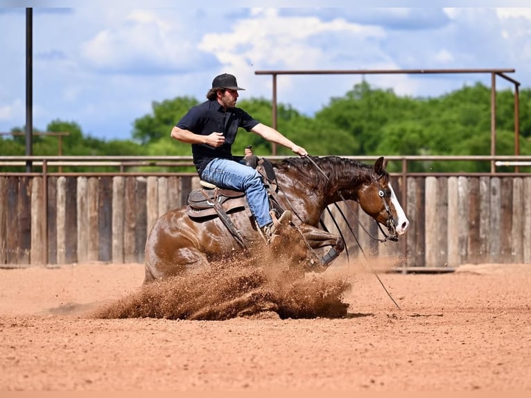 American Quarter Horse Stute 4 Jahre 147 cm Rotfuchs in Waco, TX
