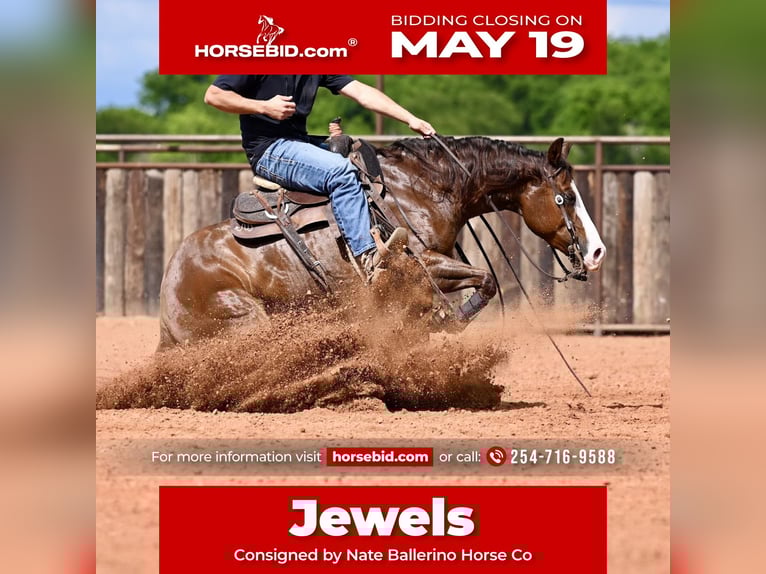 American Quarter Horse Stute 4 Jahre 147 cm Rotfuchs in Waco, TX