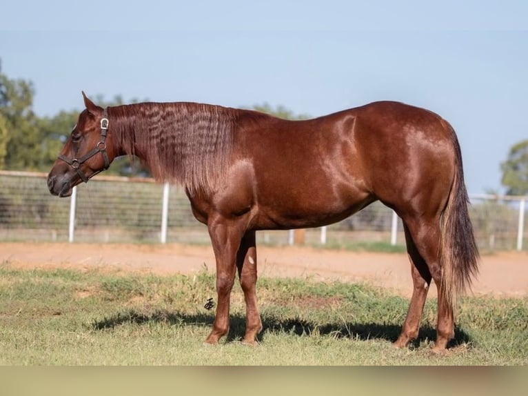 American Quarter Horse Stute 4 Jahre 147 cm Rotfuchs in Cottage Grove, MN