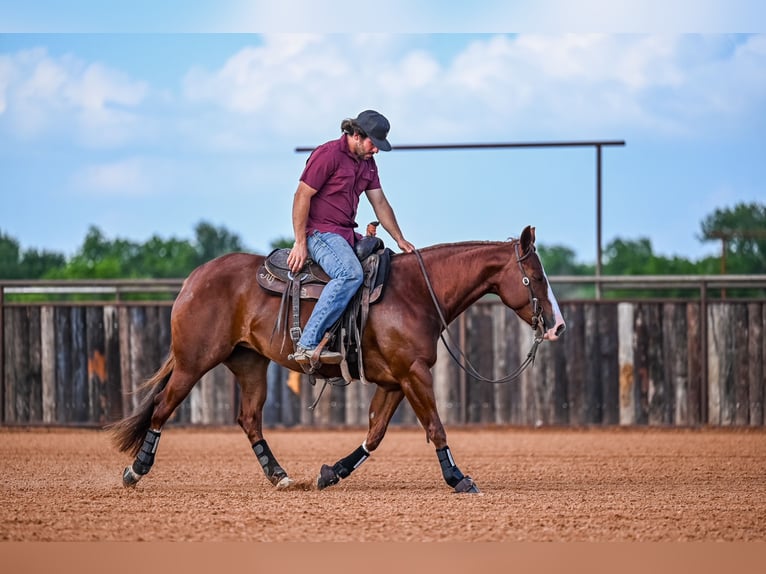 American Quarter Horse Stute 4 Jahre 147 cm Rotfuchs in Waco