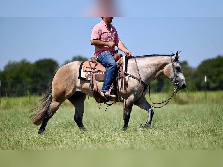 American Quarter Horse Stute 4 Jahre 147 cm Schimmel in Waco, TX