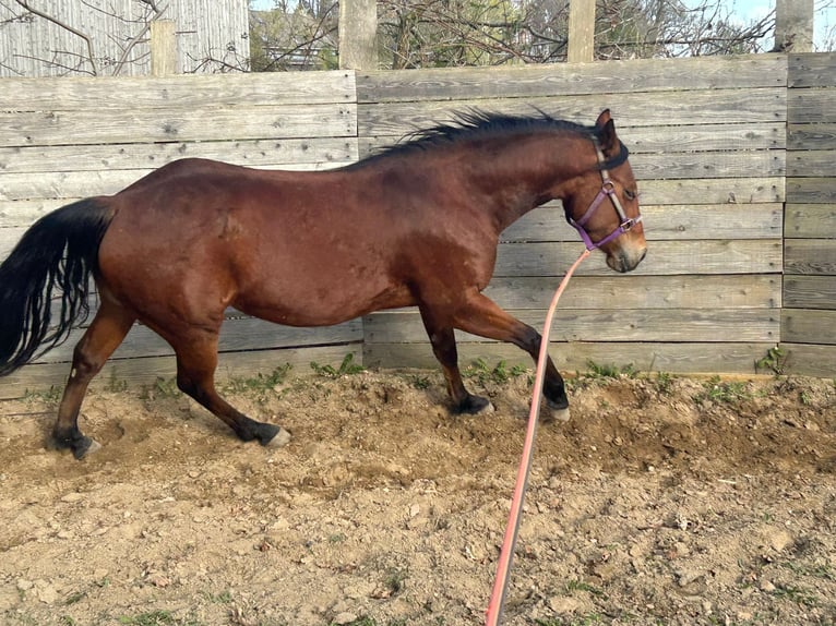 American Quarter Horse Stute 4 Jahre 148 cm Brauner in Schönkirchen