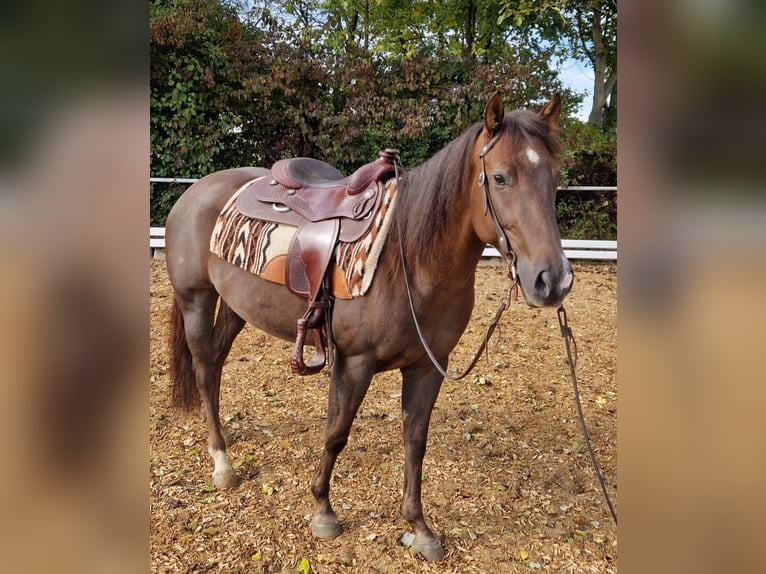 American Quarter Horse Stute 4 Jahre 148 cm Dunkelfuchs in Monheim