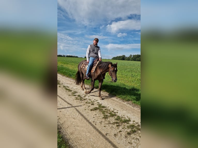 American Quarter Horse Stute 4 Jahre 148 cm Dunkelfuchs in Monheim
