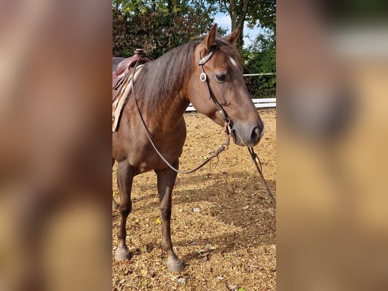 American Quarter Horse Stute 4 Jahre 148 cm Dunkelfuchs in Monheim
