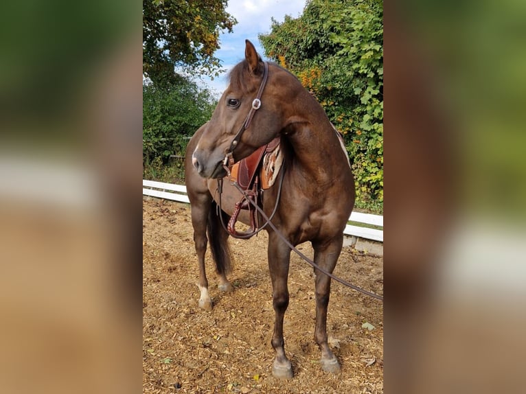 American Quarter Horse Stute 4 Jahre 148 cm Dunkelfuchs in Monheim