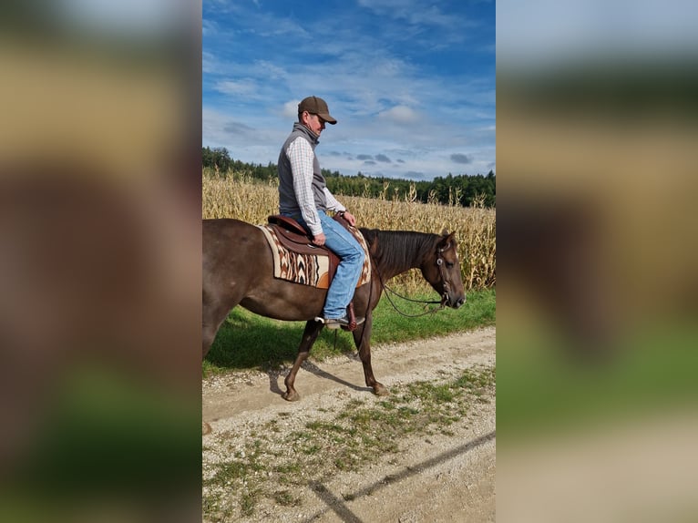 American Quarter Horse Stute 4 Jahre 148 cm Dunkelfuchs in Monheim