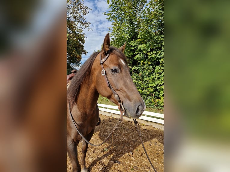 American Quarter Horse Stute 4 Jahre 148 cm Dunkelfuchs in Monheim
