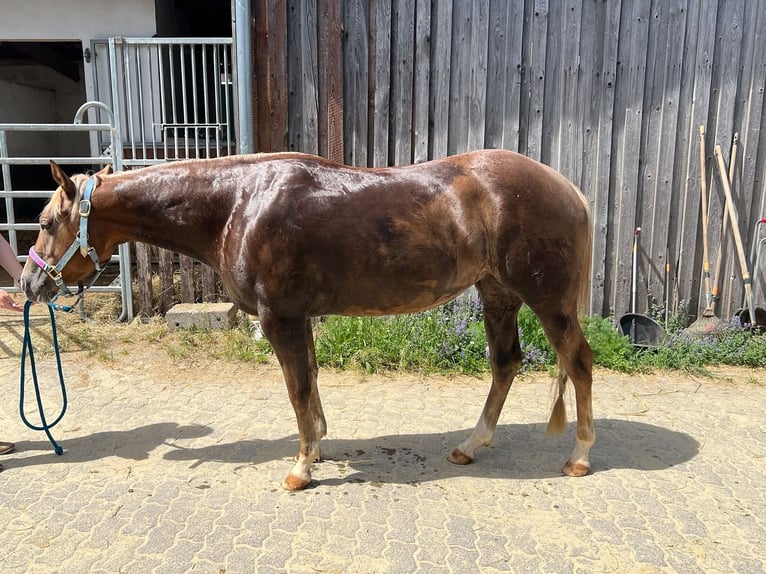 American Quarter Horse Stute 4 Jahre 148 cm Dunkelfuchs in Rheinbach