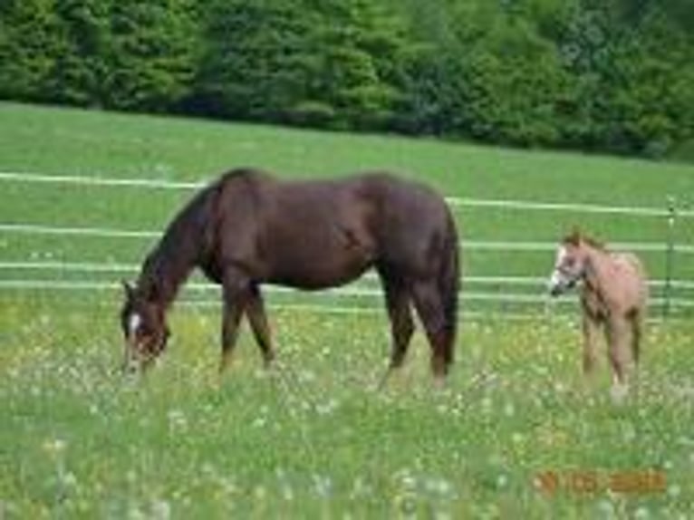 American Quarter Horse Stute 4 Jahre 148 cm Dunkelfuchs in Pressath