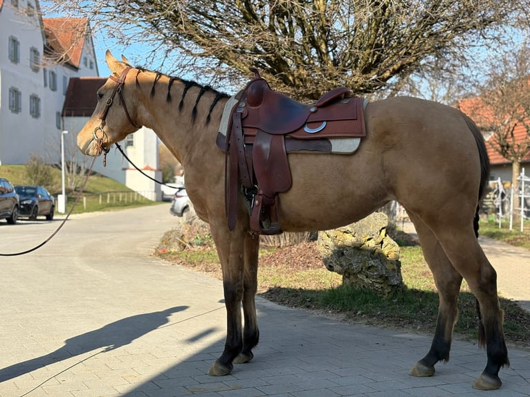 American Quarter Horse Stute 4 Jahre 148 cm Falbe in AalenWasseralfingen