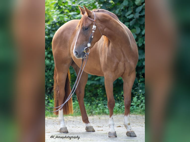 American Quarter Horse Stute 4 Jahre 148 cm Fuchs in Nidderau