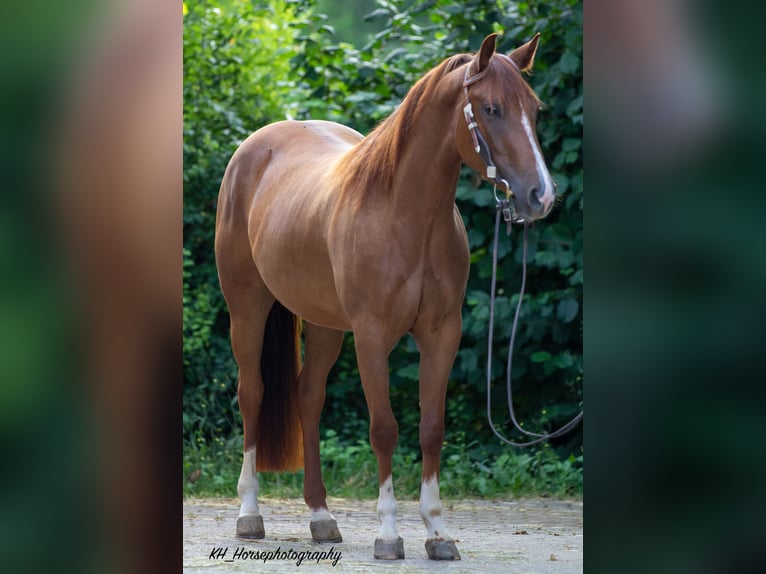 American Quarter Horse Stute 4 Jahre 148 cm Fuchs in Nidderau