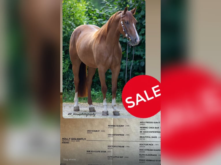 American Quarter Horse Stute 4 Jahre 148 cm Fuchs in Nidderau