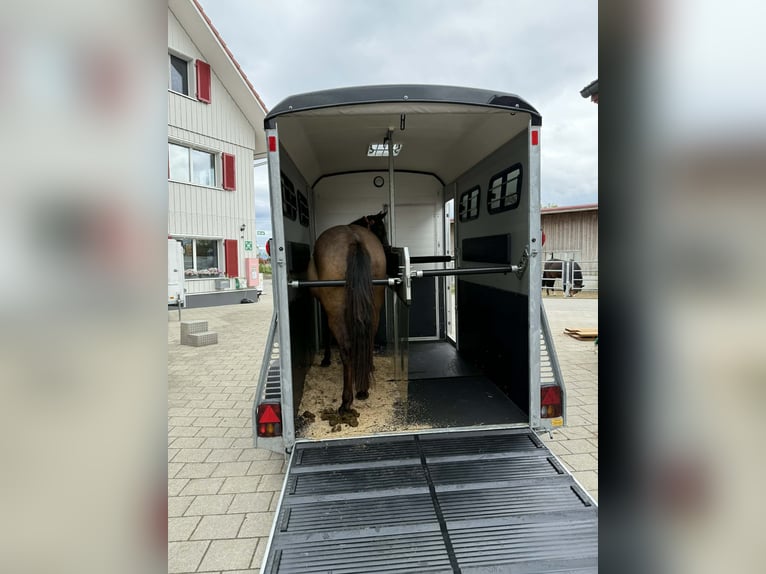 American Quarter Horse Stute 4 Jahre 148 cm Grullo in Rüti