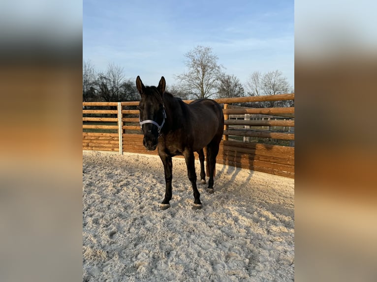 American Quarter Horse Stute 4 Jahre 148 cm Grullo in Rüti