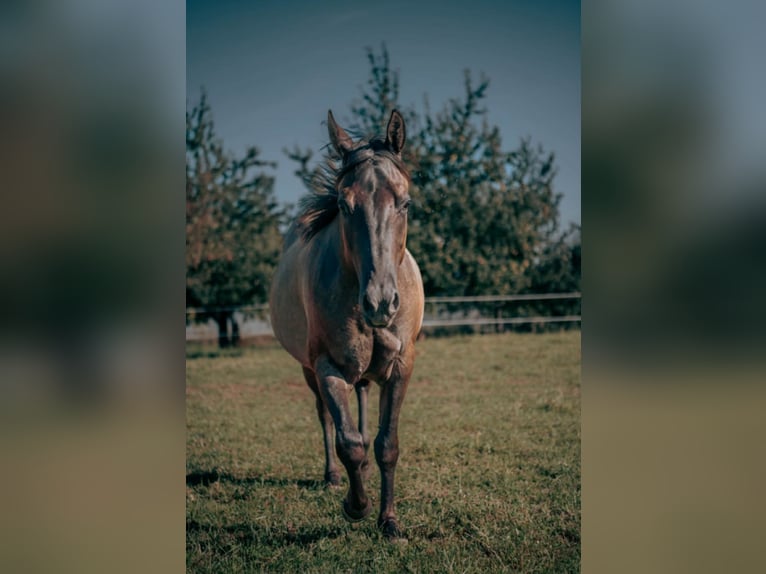 American Quarter Horse Stute 4 Jahre 148 cm Grullo in Rüti