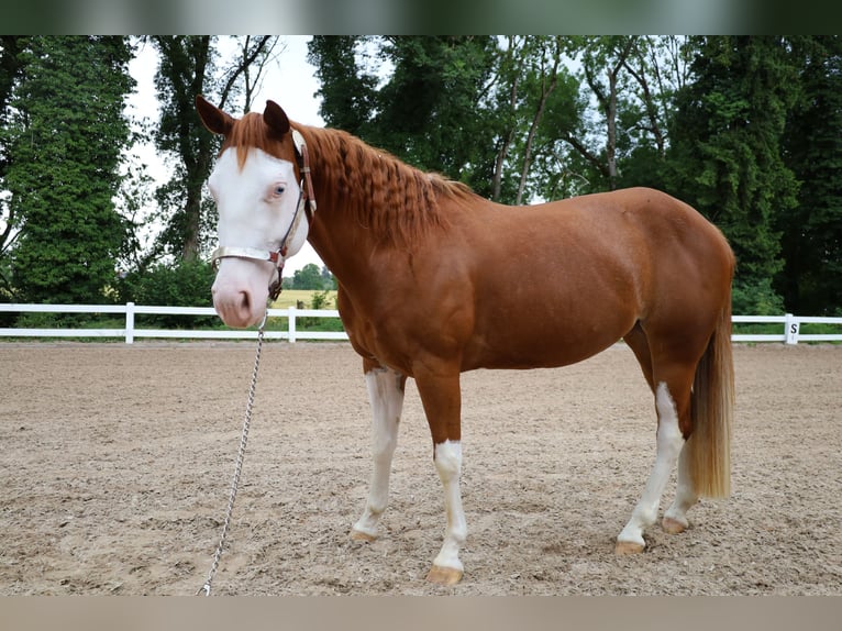 American Quarter Horse Stute 4 Jahre 148 cm Overo-alle-Farben in Mattwil