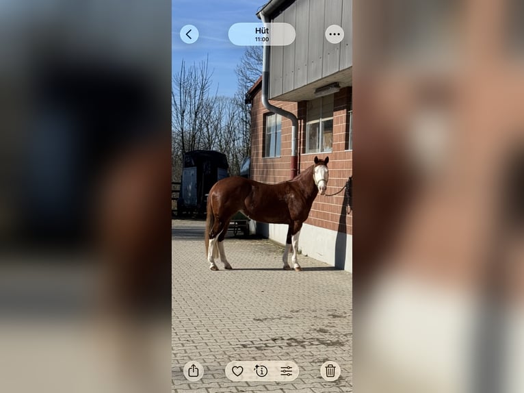 American Quarter Horse Stute 4 Jahre 148 cm Overo-alle-Farben in Mattwil