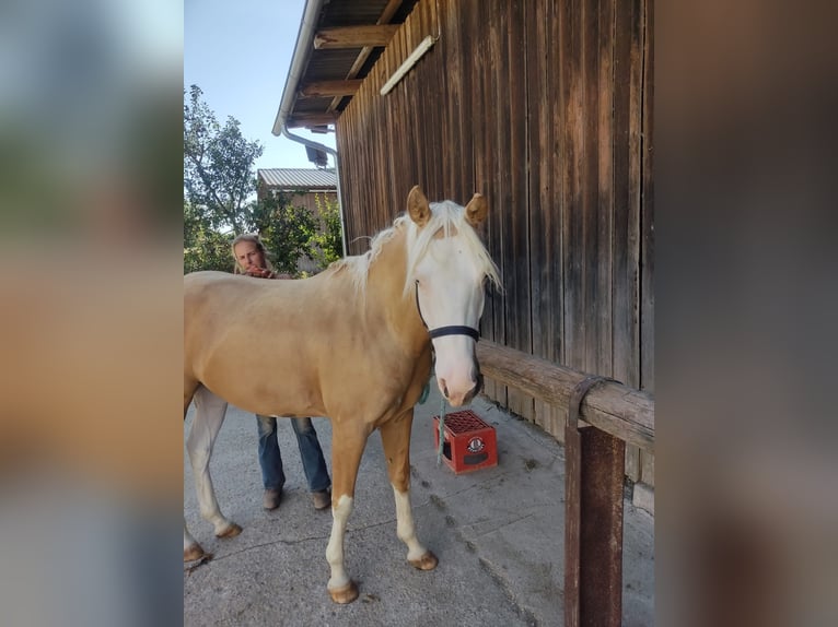 American Quarter Horse Stute 4 Jahre 148 cm Palomino in Adlkofen