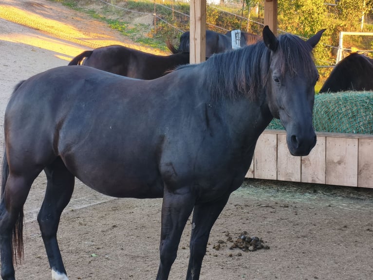 American Quarter Horse Stute 4 Jahre 148 cm Rappe in Rettenbach