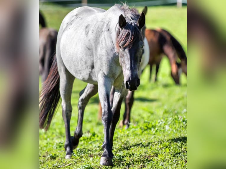 American Quarter Horse Stute 4 Jahre 149 cm Blauschimmel in Oisnitz