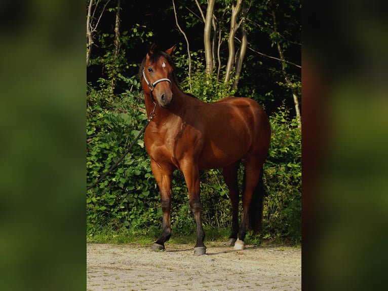 American Quarter Horse Stute 4 Jahre 149 cm Brauner in Schönkirchen