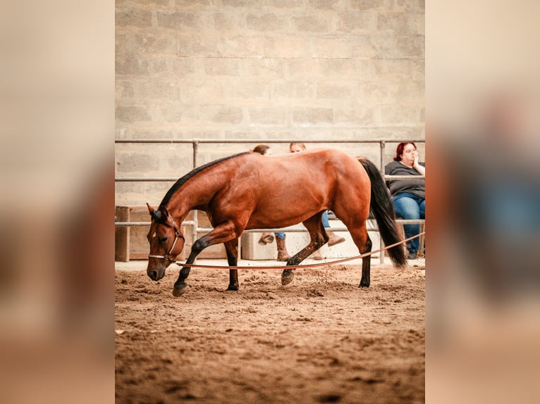 American Quarter Horse Stute 4 Jahre 149 cm Brauner in Schönkirchen