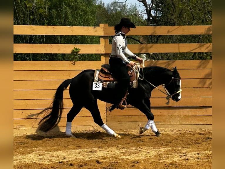American Quarter Horse Stute 4 Jahre 149 cm Rappe in Harth-Pöllnitz