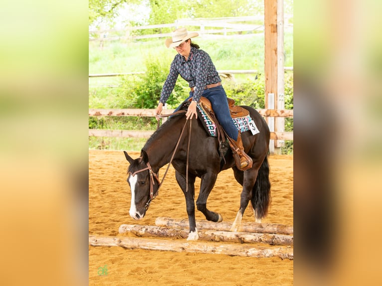 American Quarter Horse Stute 4 Jahre 149 cm Rappe in Harth-Pöllnitz