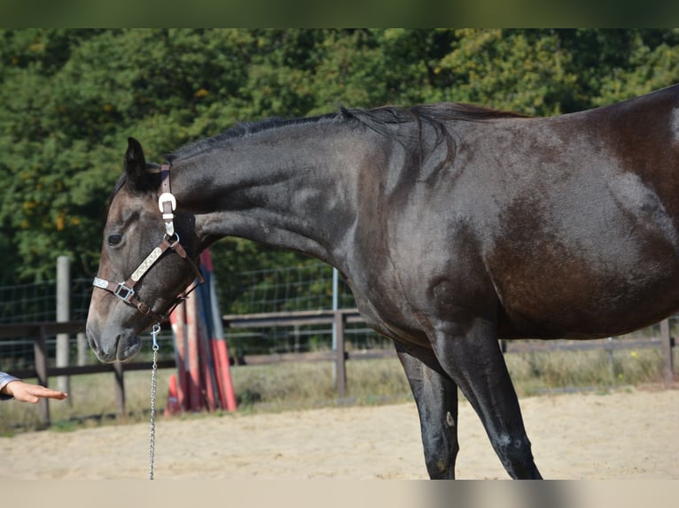American Quarter Horse Stute 4 Jahre 150 cm Apfelschimmel in Wusterhausen (Dosse)