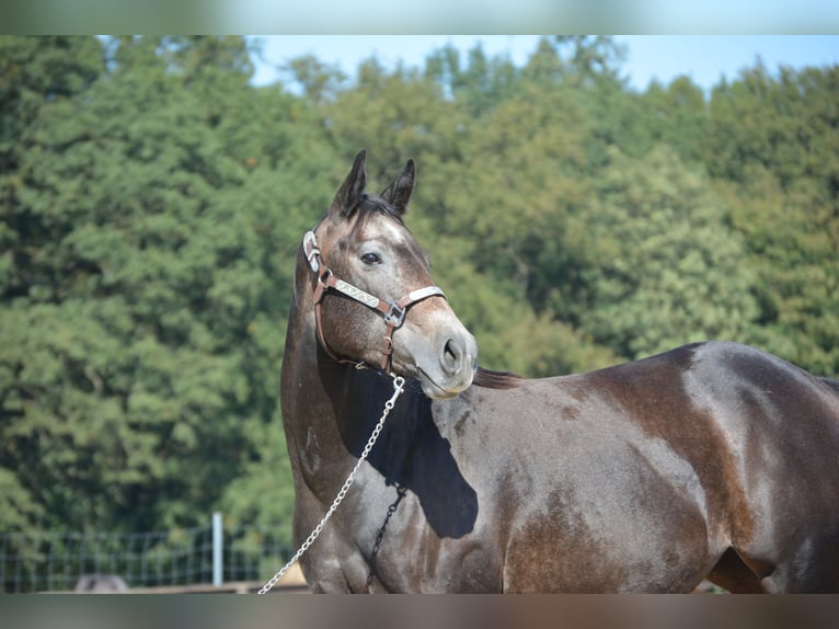 American Quarter Horse Stute 4 Jahre 150 cm Apfelschimmel in Wusterhausen (Dosse)