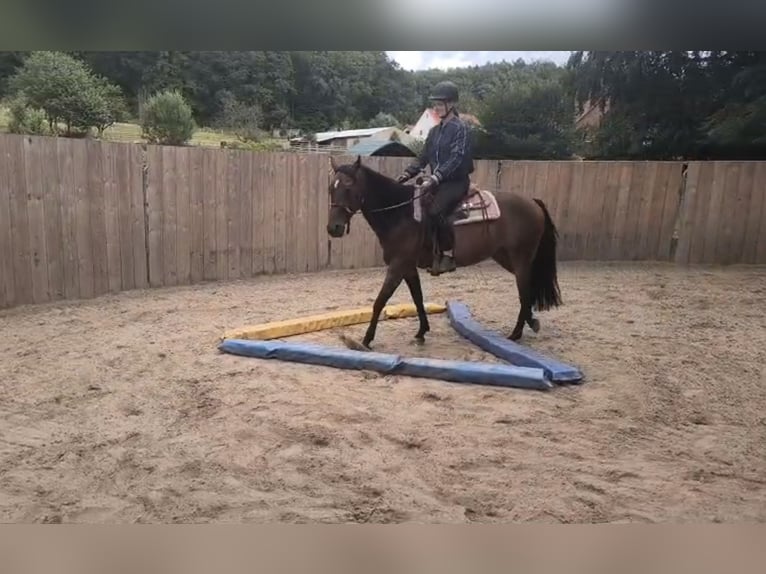 American Quarter Horse Stute 4 Jahre 150 cm Brauner in Preußisch Oldendorf